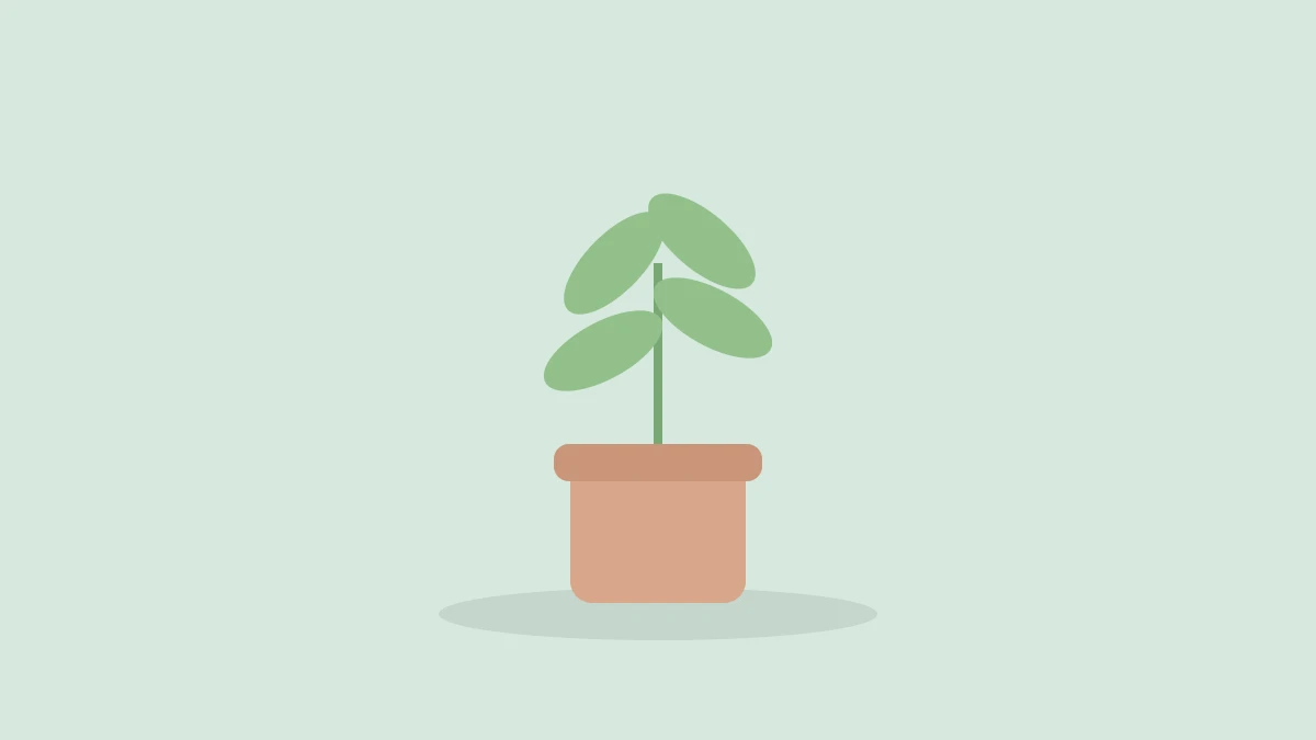 鉢植えの小さな植物